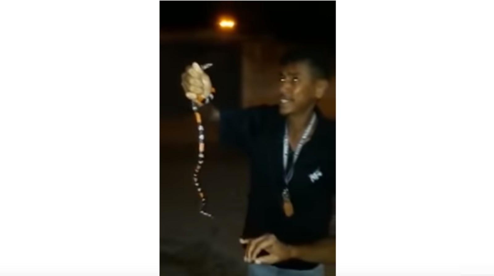 VÍDEO: Homem brinca com cobra-coral, é picado e morre