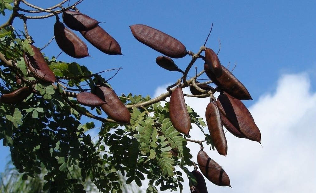 Conheça os benefícios do jucá, um fruto amazônico contra a leishmaniose