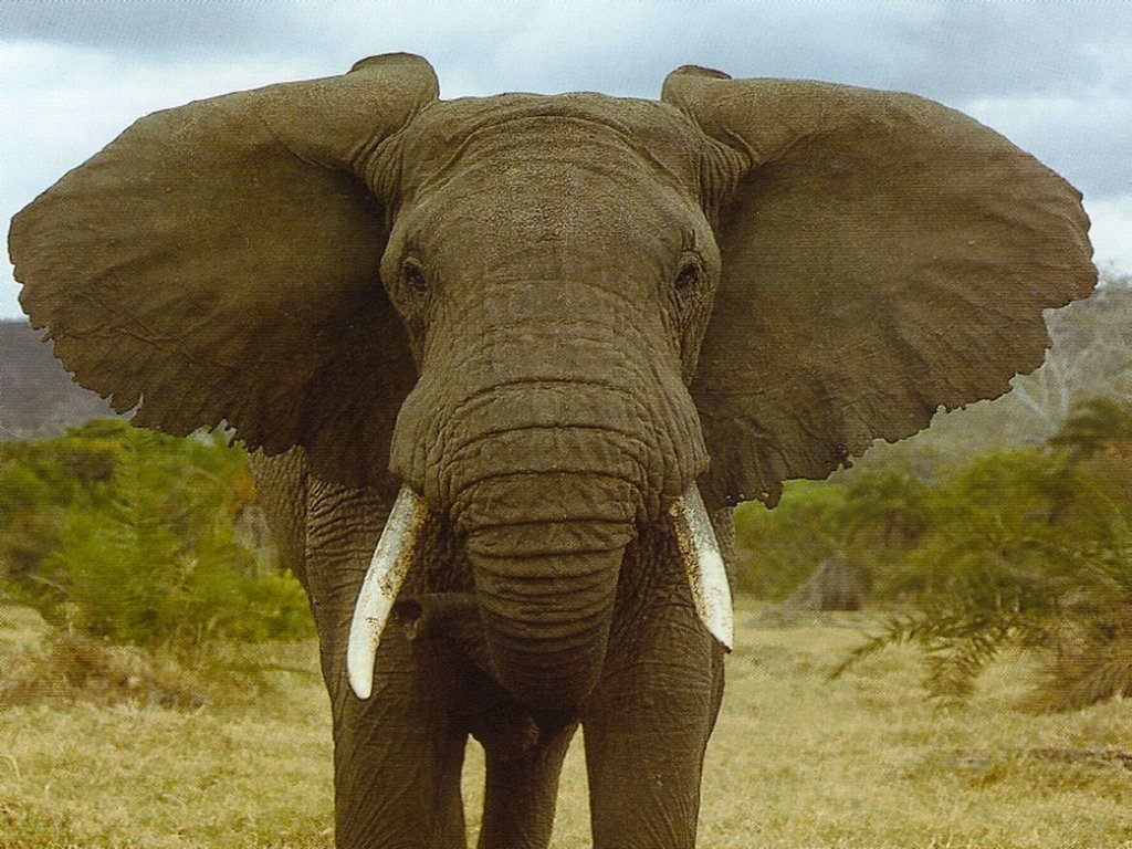 Caçador ilegal morre pisoteado por elefante e corpo é devorado por leões na África do Sul