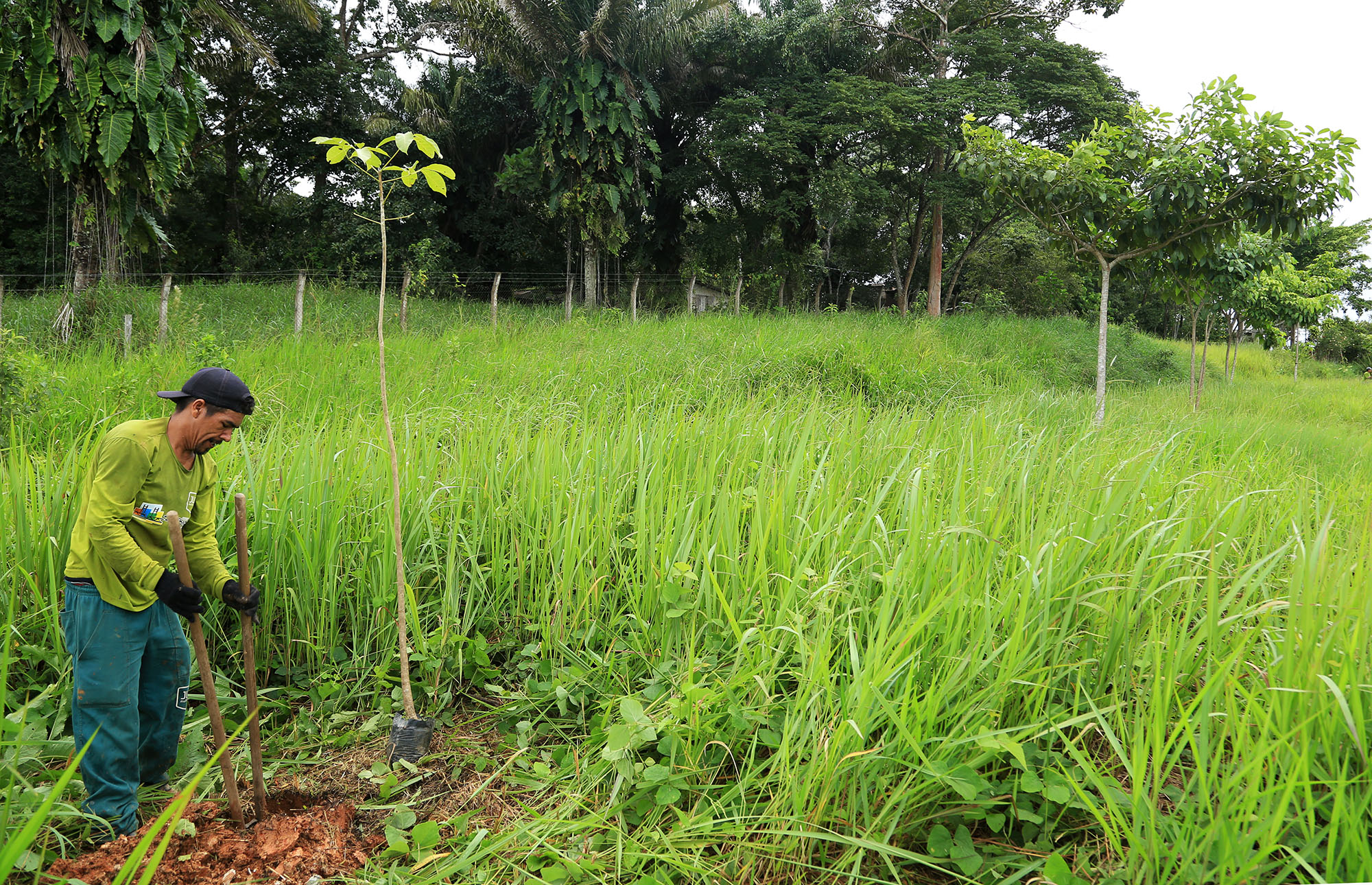 SEMEIA usa arborização como ferramenta para conservação da APA Raimundo Irineu Serra