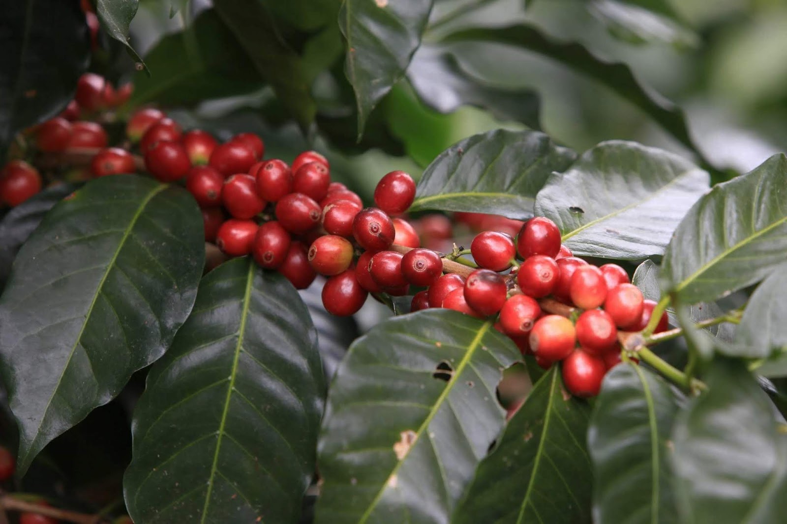 Pesquisa desenvolve cafés híbridos para o Acre; Embrapa é parceira do trabalho