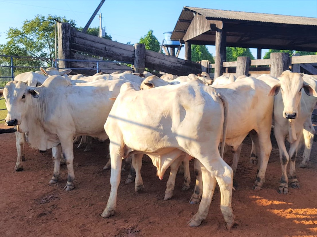 Competição seleciona melhores jovens reprodutores da Raça Nelore no Acre