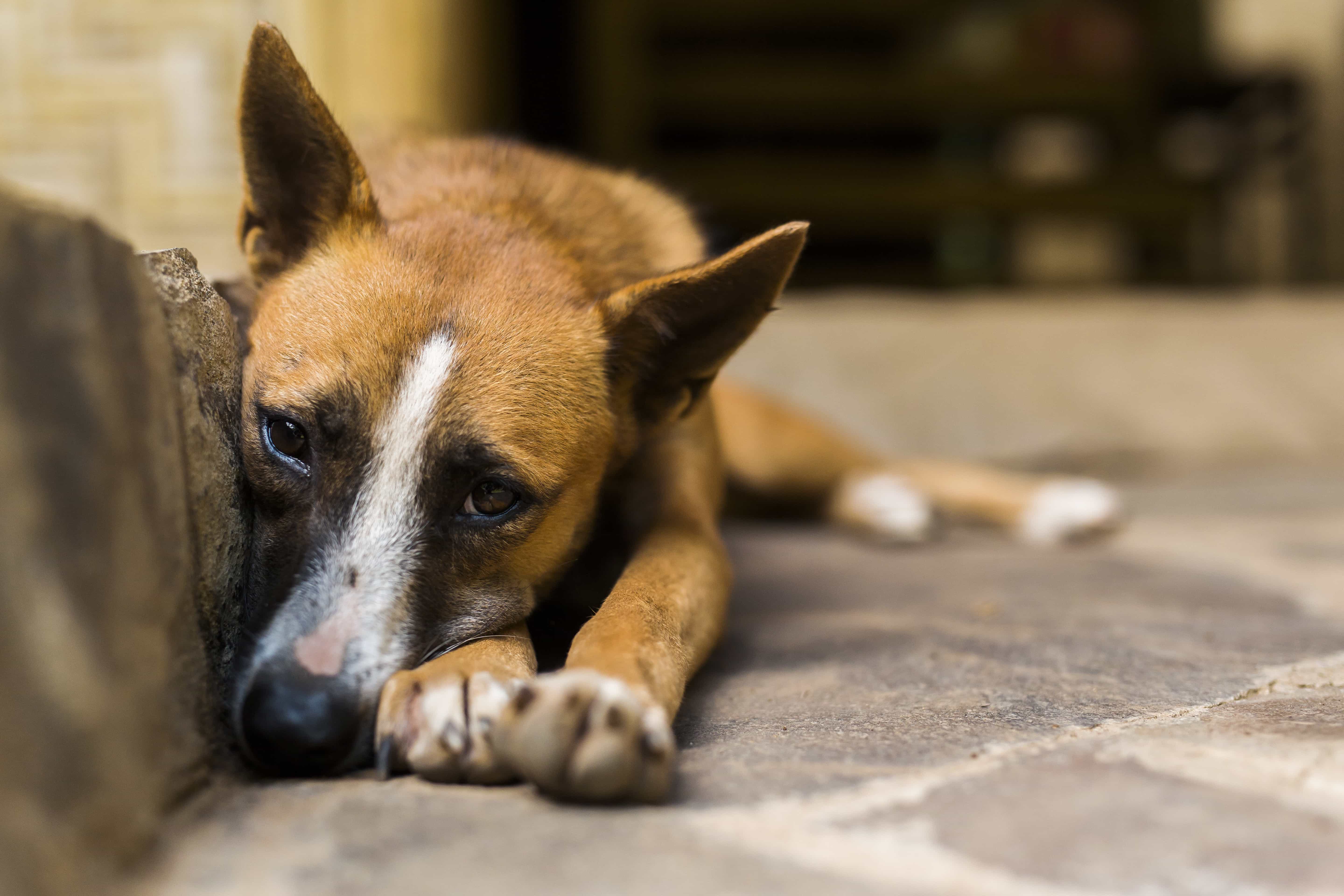 Homem é preso por dar nomes “ilegais” aos cães