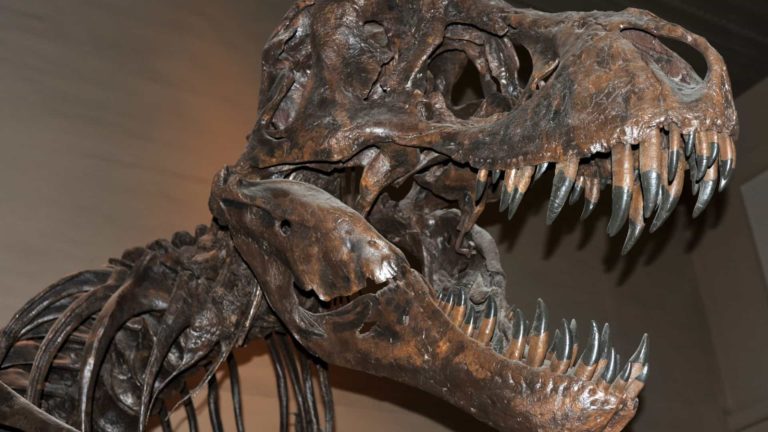 Paleontólogos descobrem novo dinossauro, um Tiranossauro rex ‘anão’