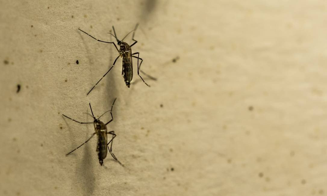 Vírus ‘primo do chicungunha’ descoberto na Universidade Federal do Rio de Janeiro pode provocar epidemia