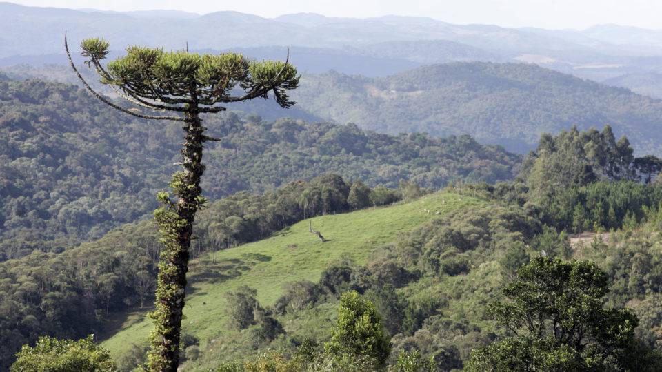 Opinião: “O meio ambiente e a subserviência crônica dos governantes”