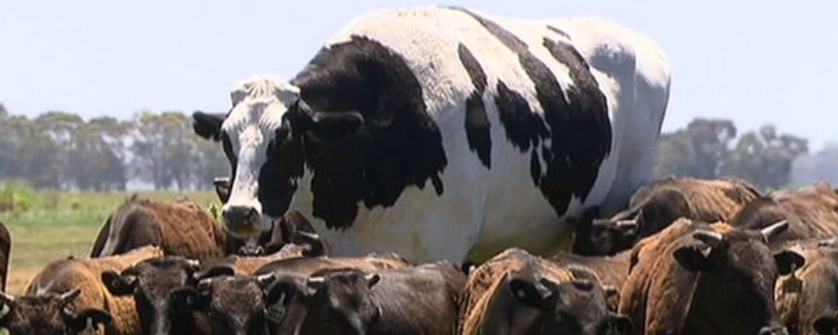 No Acre, foram abatidos quase 10 mil bovinos a menos em 2018, aponta IBGE