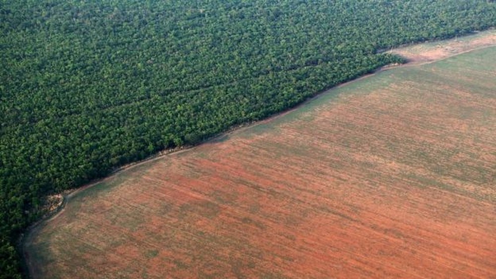 Desmatamento na Amazônia em junho é o pior desde 2016