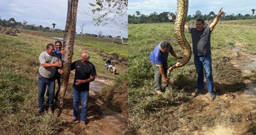 Cobra sucuri de quase 10 metros é capturada em açude do interior do Acre