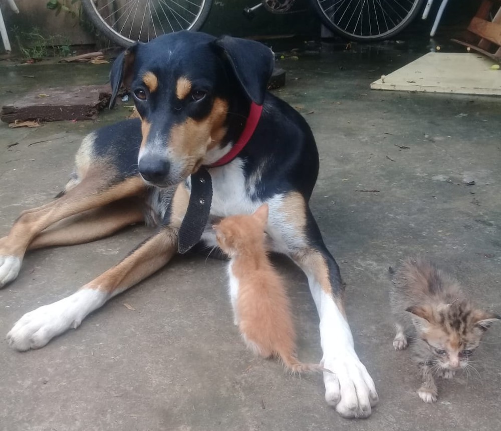 Cadela adota ninhada de gatinhos abandonados e amamenta filhotes