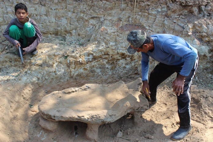 Novas partes de réptil gigante que viveu no AC há 8 milhões de anos são encontradas