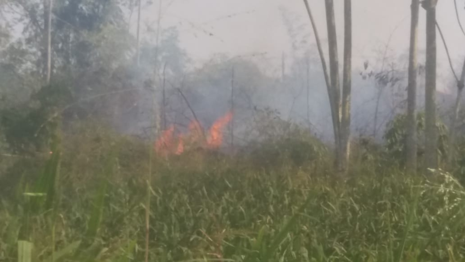 Vídeo: incêndio urbano consome área de mata próximo de escola em Rio Branco