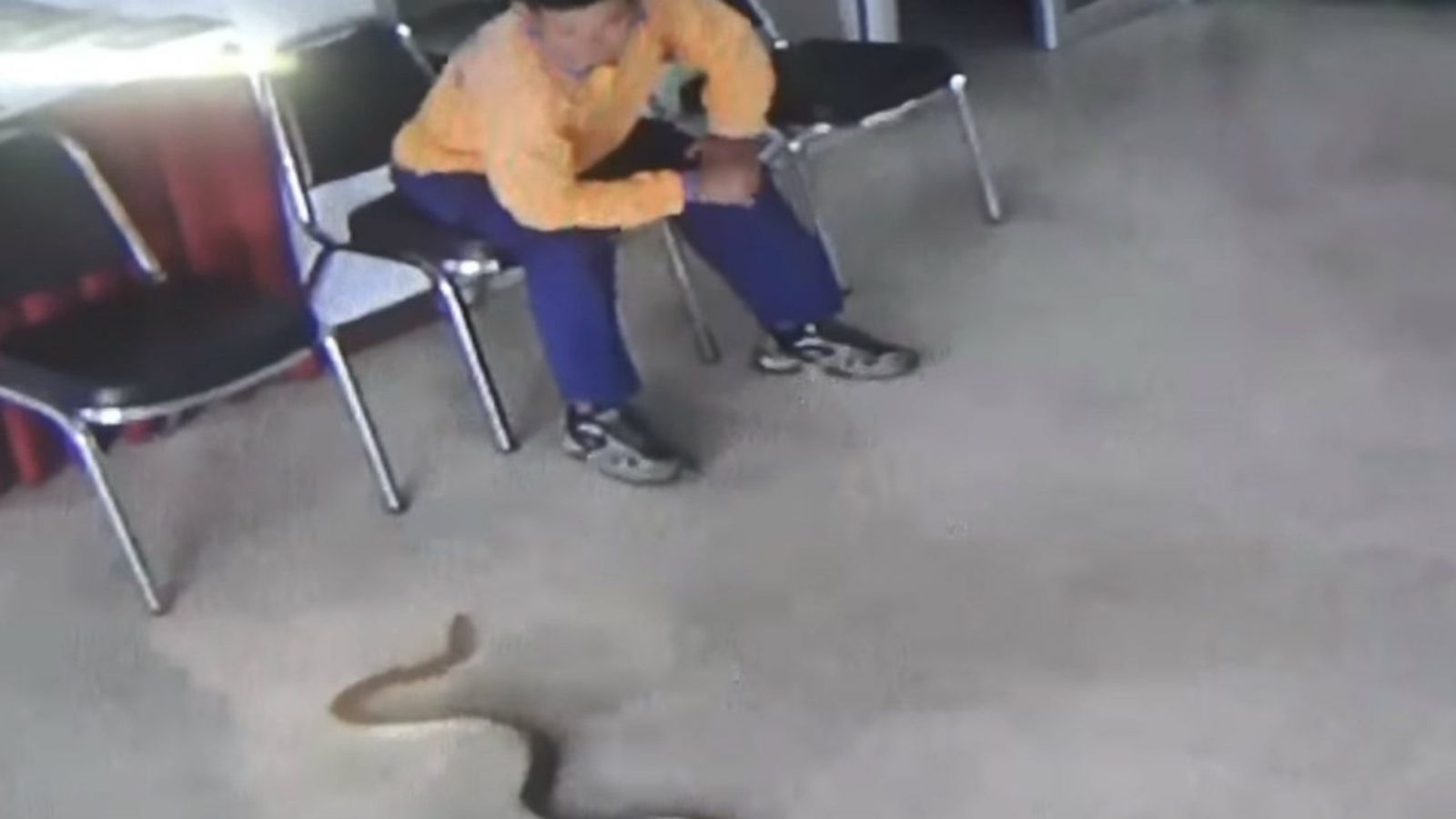 Cobra entra pela porta da frente de delegacia e ataca homem; assista