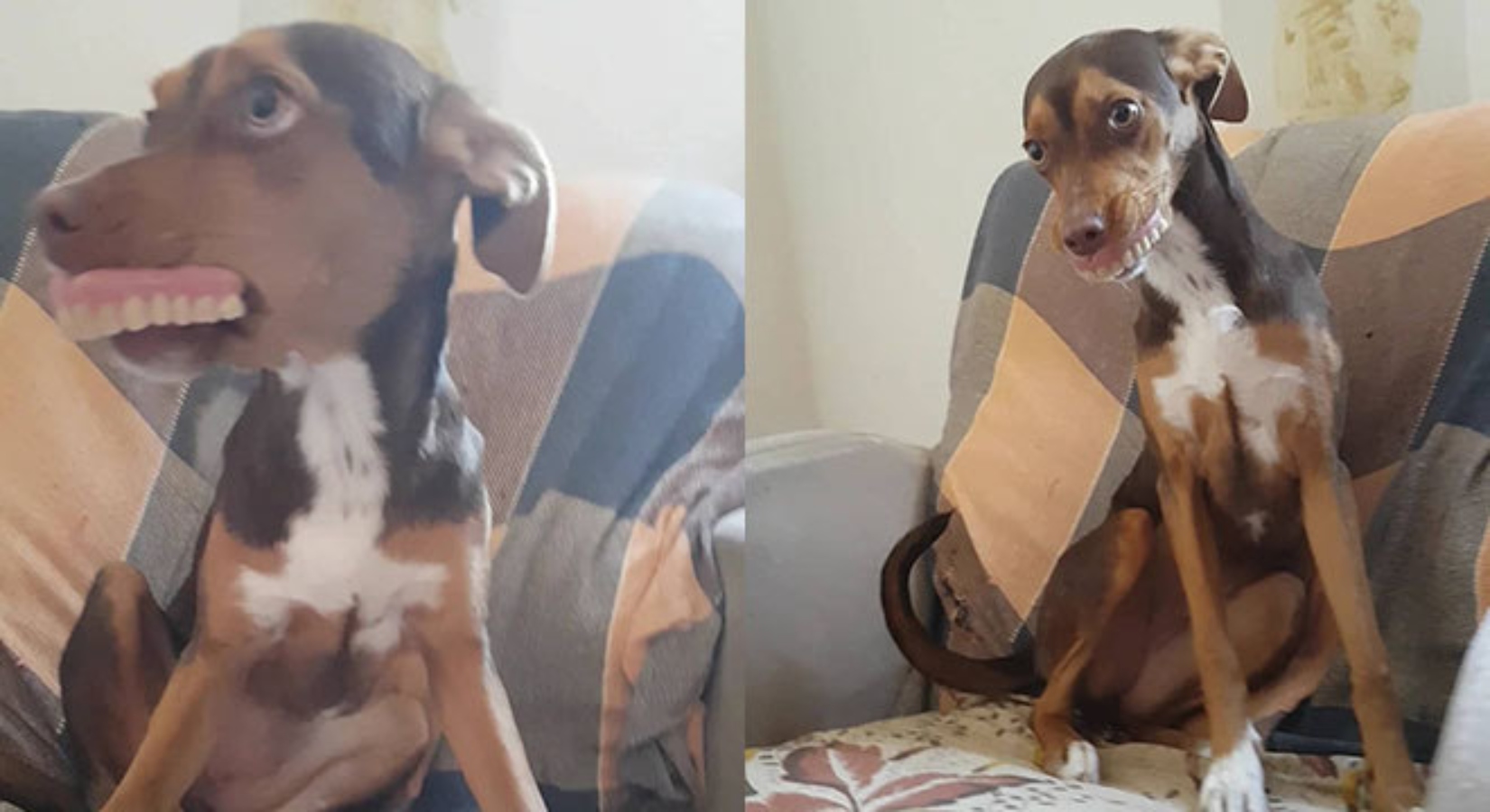 Cachorra rouba dentadura da avó e é flagrada com “novo sorriso”; veja foto