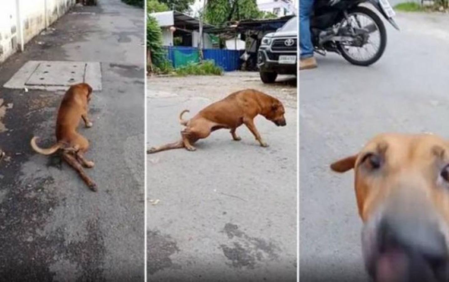 Cão finge ter perna quebrada para ganhar comida e atenção; veja o vídeo