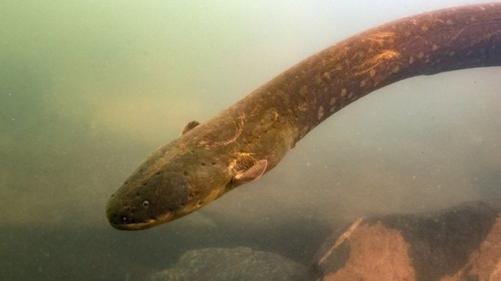 Novo peixe-elétrico na Amazônia emite 860 volts, descarga mais forte