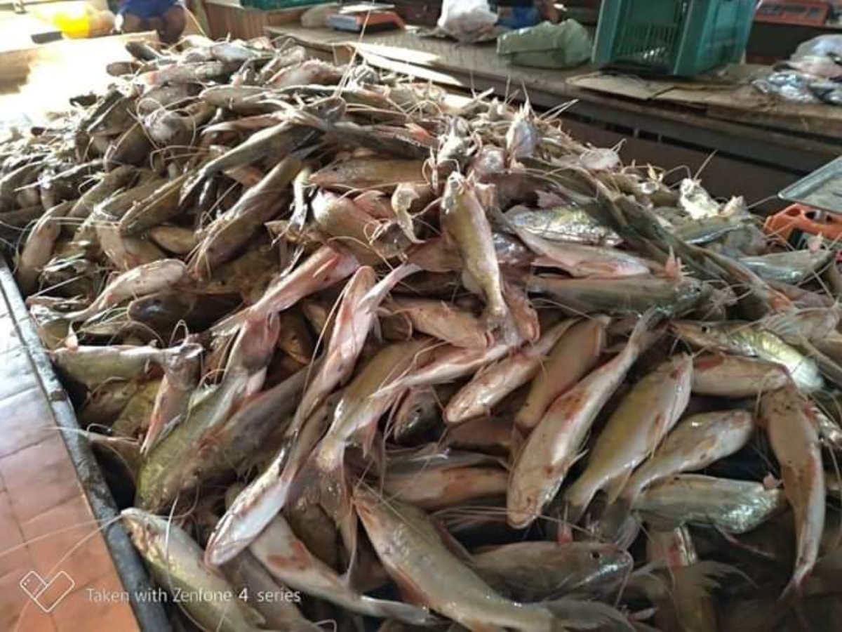 Fartura: quilo de mandi chega a R$ 2 com a piracema em Boca do Acre