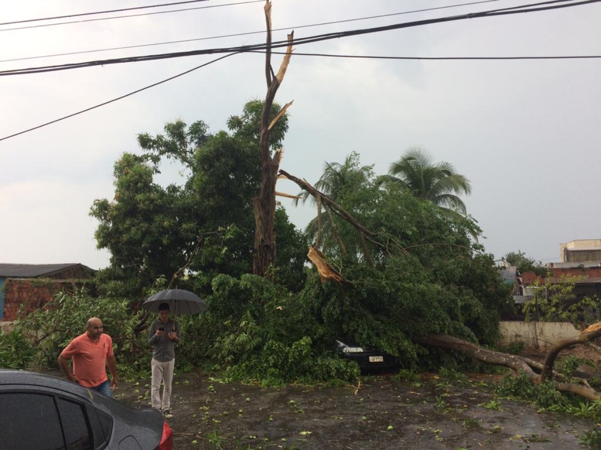 Vídeo: temporal destelha comércios e derruba postes e árvore na Ceará