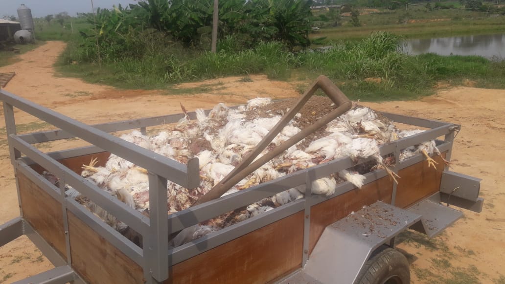 Vereador relata morte de mais de 500 frangos de sua granja por falta de energia