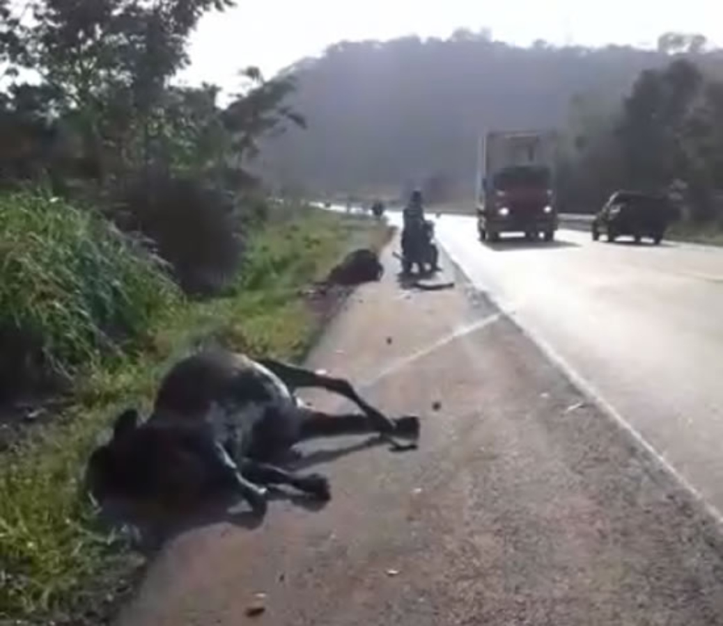 Carreta colide contra cinco vacas soltas na BR-364