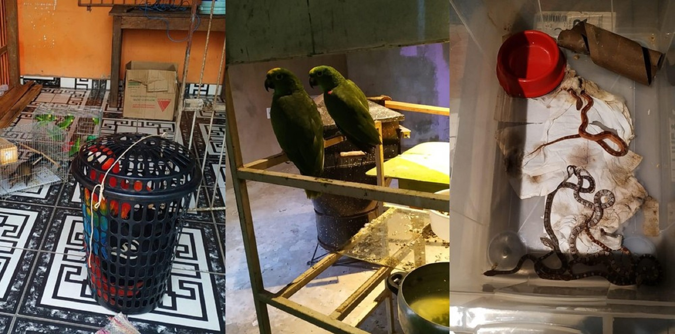 Mais de 20 animais silvestres mantidos em cativeiro são resgatados no Acre