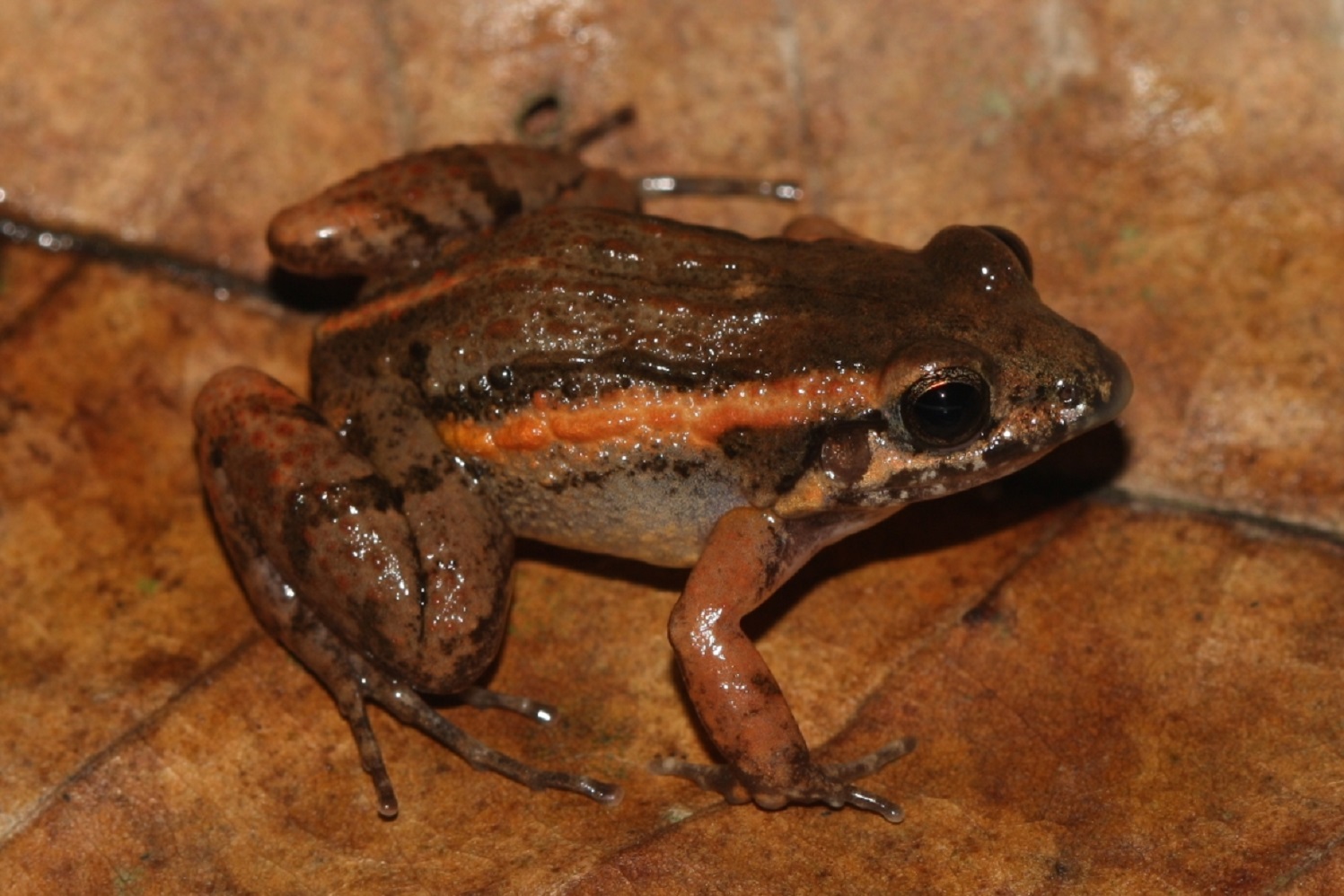 Nova espécie de anfíbio do Acre é nomeada em homenagem a Chico Mendes