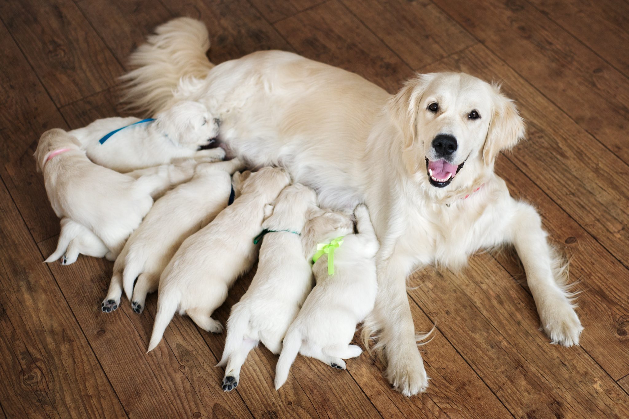 Outubro Rosa também para os pets: câncer de mama atinge cerca de 45% das cadelas