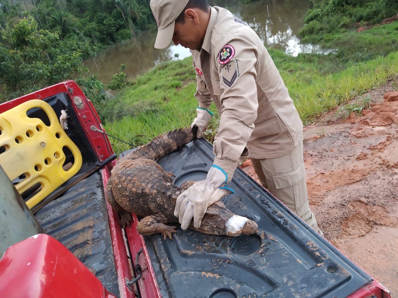Jacaré “comedor de galinhas” com cerca de um 1,80m é capturado em Sena Madureira