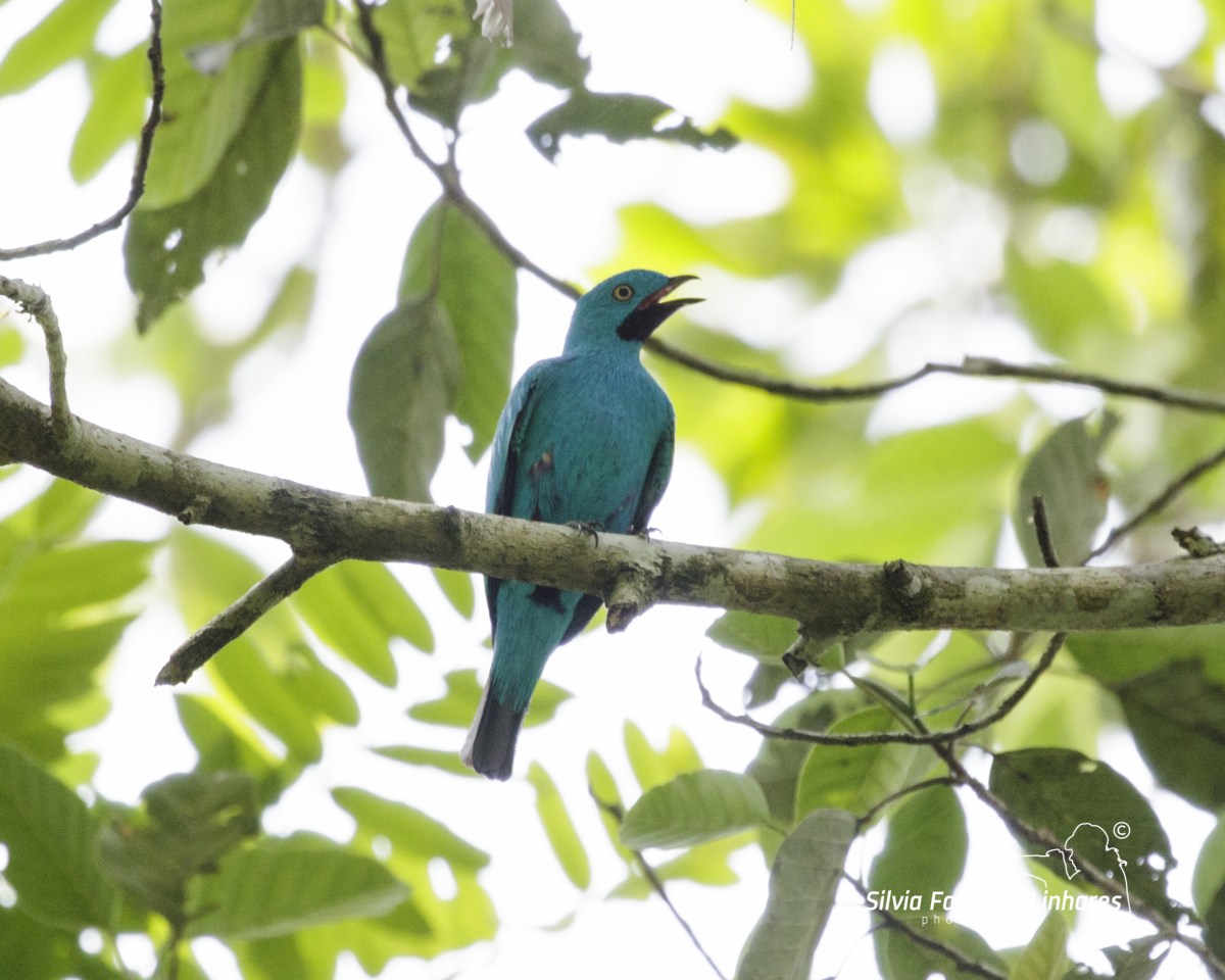 Parque Estadual Chandless é destaque entre os observadores de aves