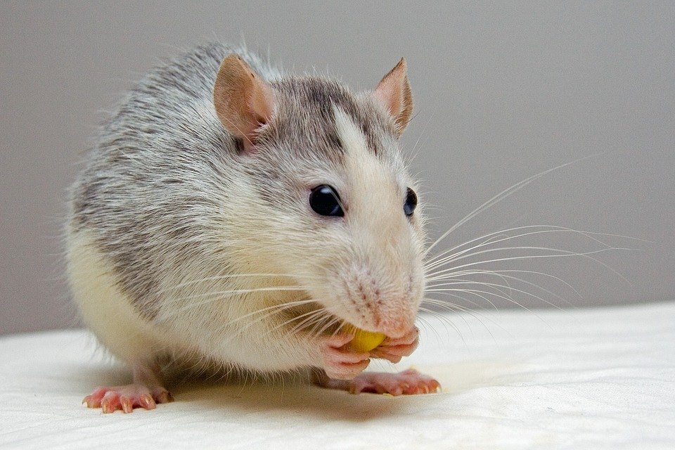 Clientes flagram rato roendo queijo em supermercado
