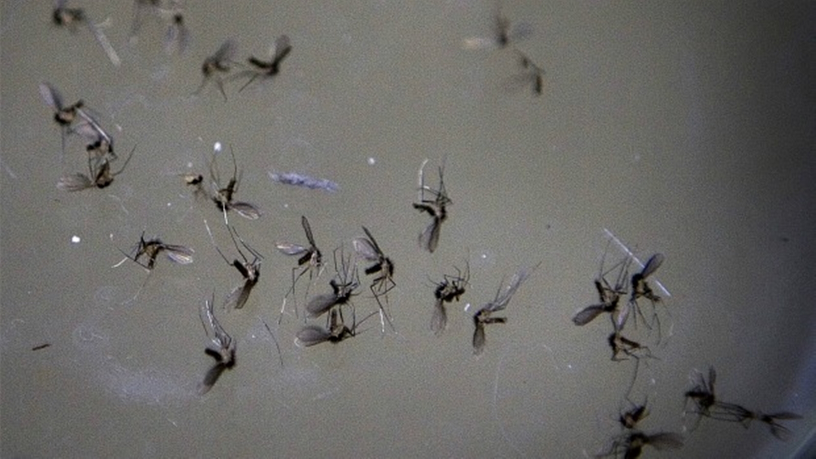 Doença similar à leishmaniose, porém mais grave, é descoberta no Brasil