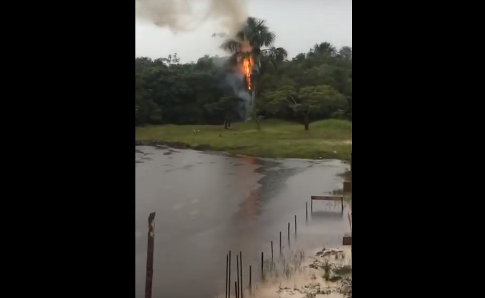 Raio atinge ‘pé de buriti’ no Igarapé Preto; veja imagem da árvore em chamas