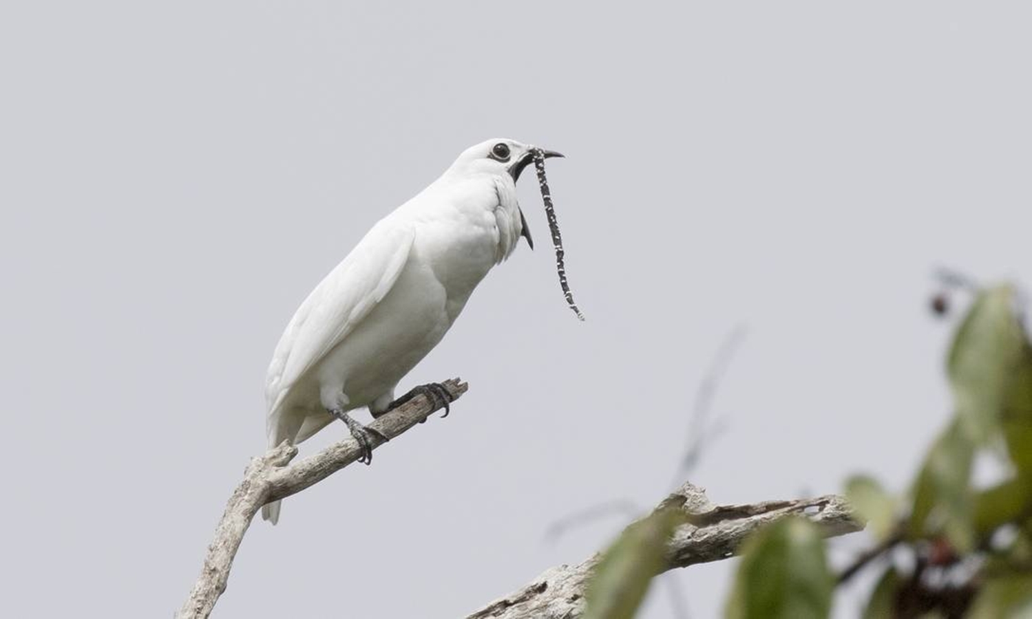 Ave mais barulhenta do mundo vive na Amazônia
