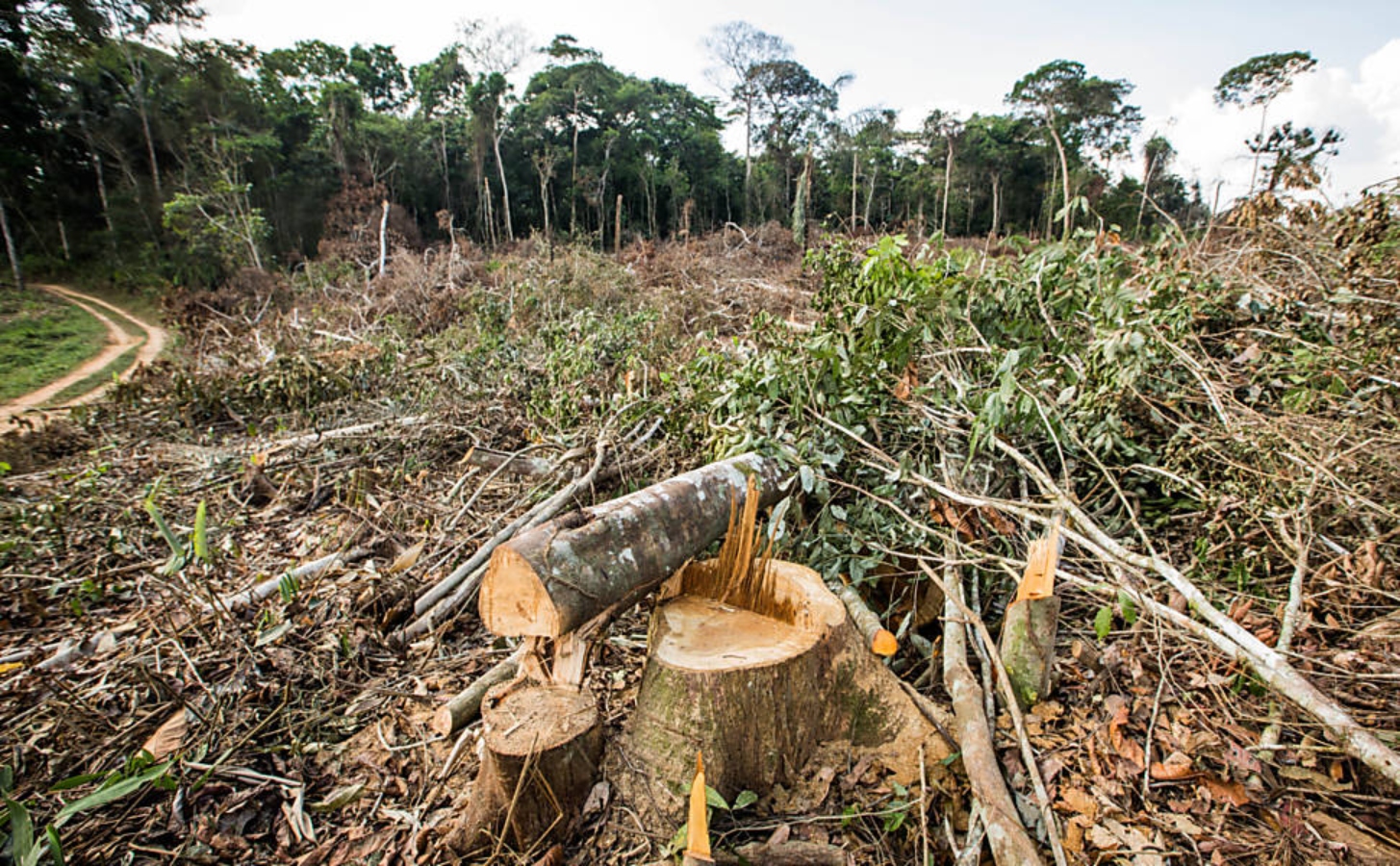 Reserva Chico Mendes é a área de proteção mais ameaçadas de desmatamento na Amazônia