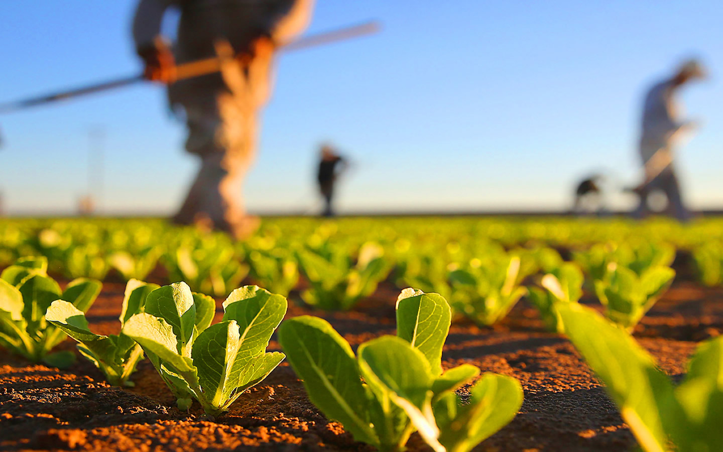 Acre registra queda de participação da agropecuária na economia, diz estudo