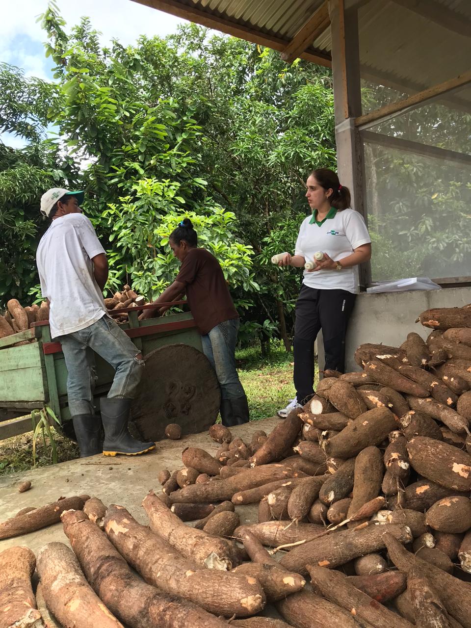 Análises mostram melhoria na farinha de Cruzeiro do Sul