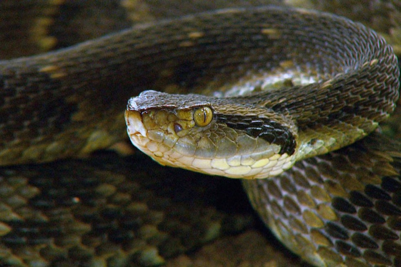 Ocorrências de picadas de cobras venenosas aumentam na região do Iaco