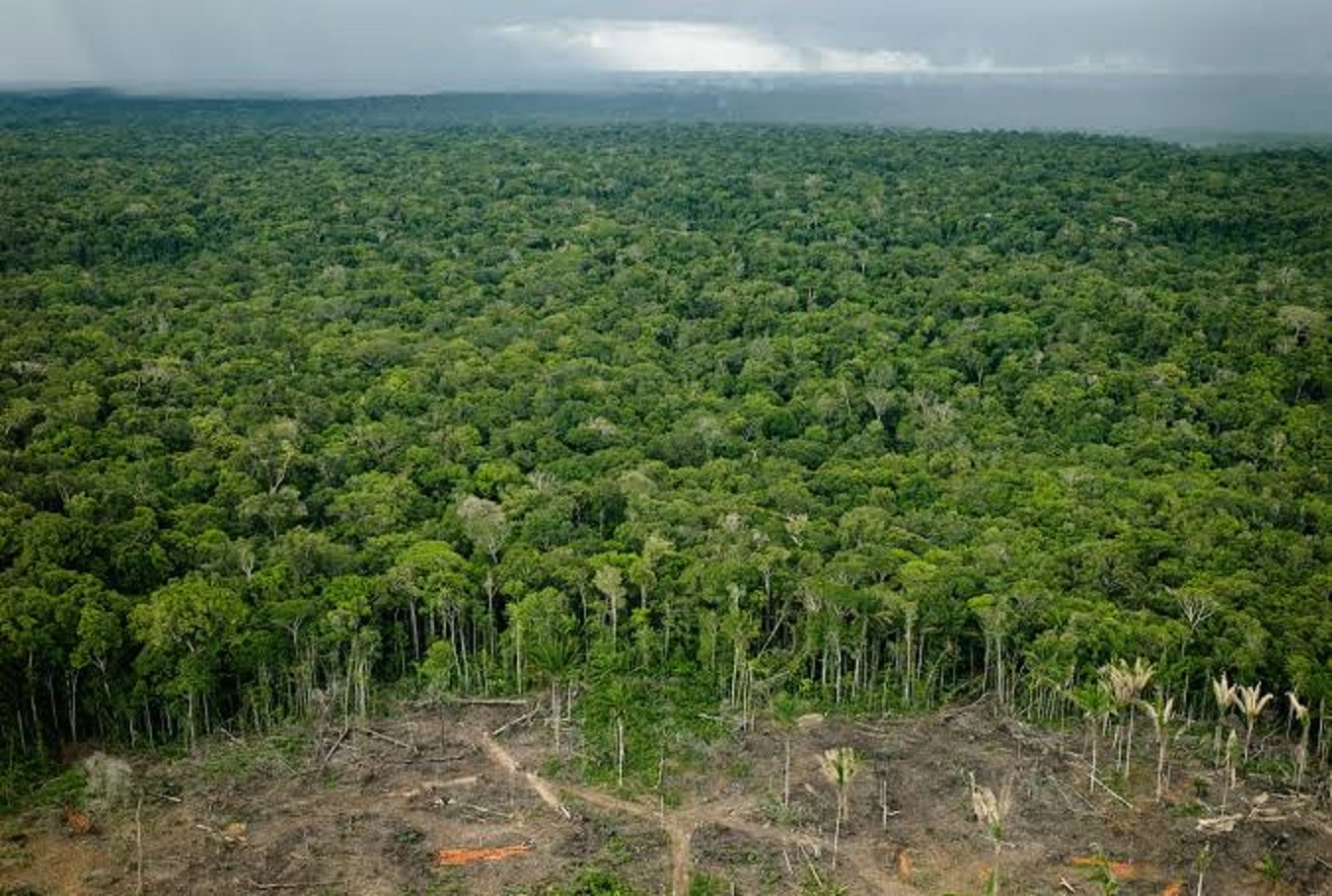 Desmatamento no Acre aumenta em outubro; Amazônia registra aumento de 212%