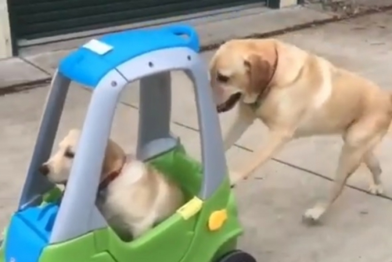 Labrador empurra carrinho e leva irmão para passear; veja vídeo