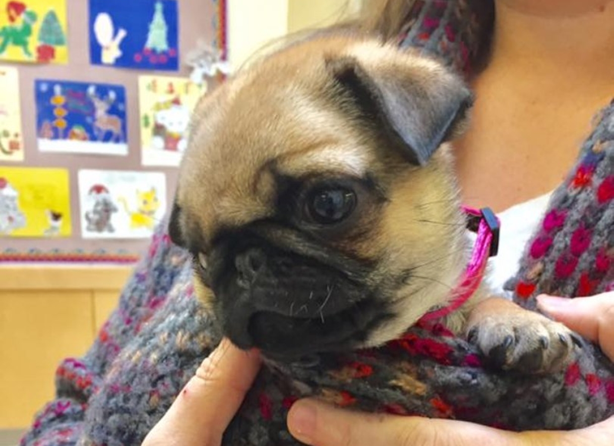 Pug de seis patas faz sucesso em redes sociais e conquista fãs