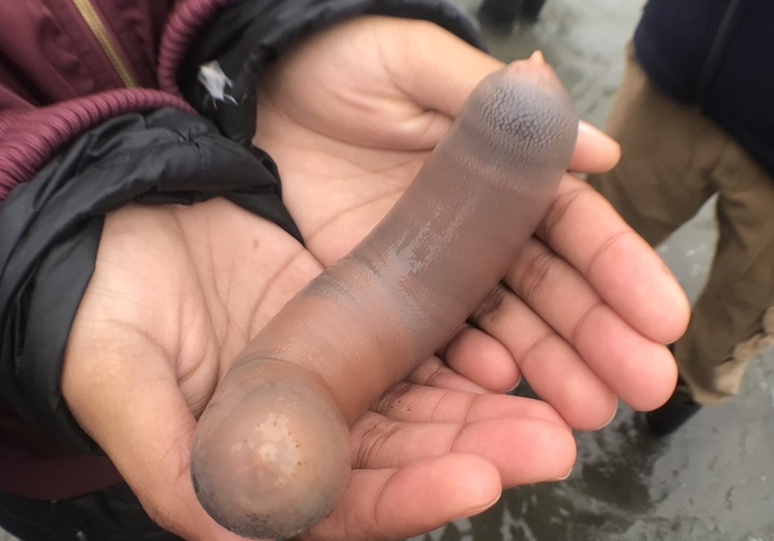 Milhares de ‘peixes-pênis’ são encontrados em praia após tempestade
