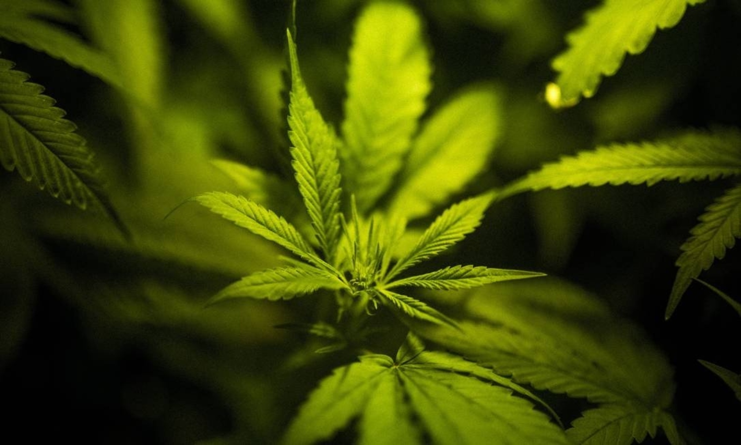 Governo da Argentina analisa formas de descriminalizar maconha no país