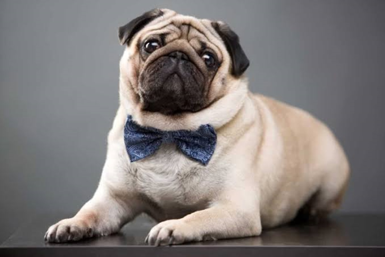 Imagem de pug em ressonância magnética é perturbadora; confira