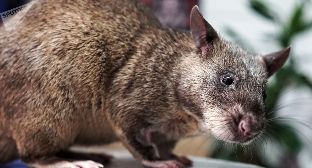 Ratos de quase 2 metros habitaram o Acre há 10 milhões de anos, diz cientista