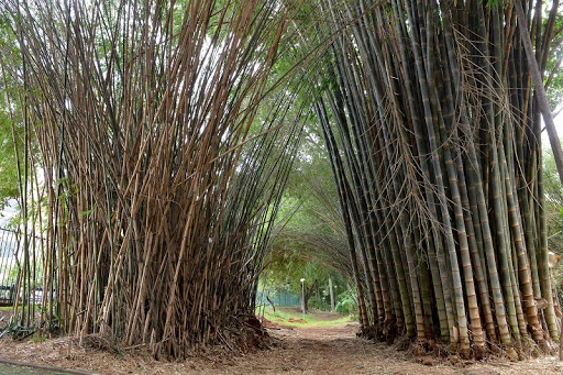 Pesquisas realizadas no Acre indicam que bambu permite construção sem fiação elétrica