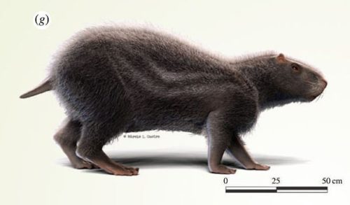 Rato pré-histórico de 1,80 metro habitou terras do Acre há 10 milhões de  anos (FOTO) - 12.02.2020, Sputnik Brasil