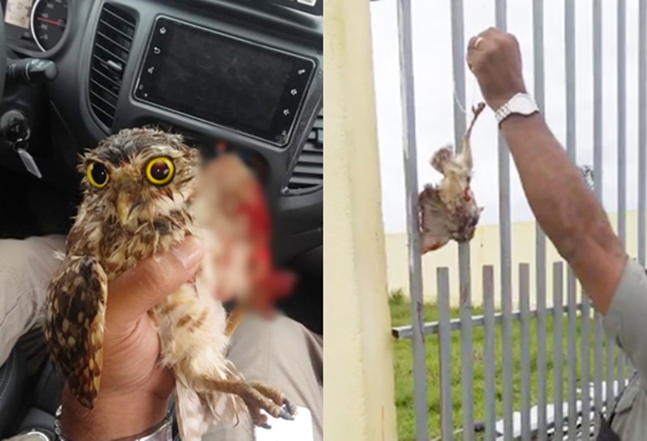 Coruja é encontrada amarrada de cabeça para baixo e torturada em grade de escola