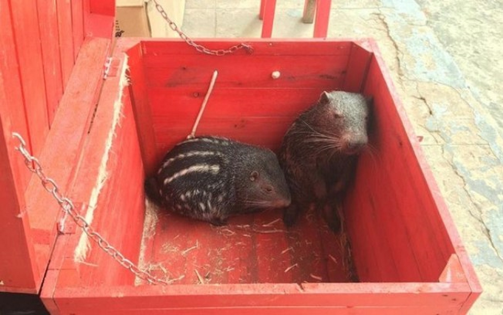 Pacaranas resgatadas em Xapuri vão parar em um dos maiores portais do país
