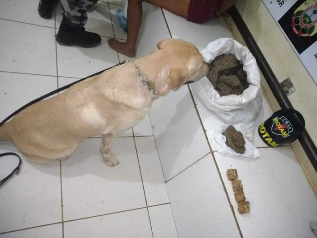 Cão farejador encontra 2,5 kg de maconha em quintal de casa na Capital