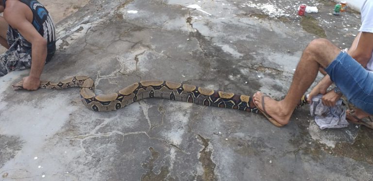Vídeo: jiboia de quase 4 m é capturada ao sair de bueiro e tentar entrar em quintal